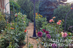 2026_Dahliengarten_Blick001