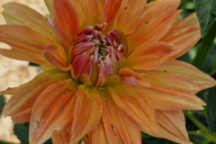 2026_Diane_orange001