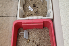 2026_Dahliengarten_Vorbereitungen008