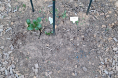 2026_Dahliengarten019