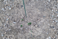 2026_Dahliengarten020