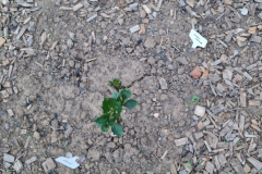 2026_Dahliengarten024