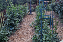 2026_Dahliengarten027