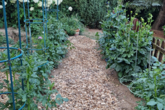 2026_Dahliengarten031