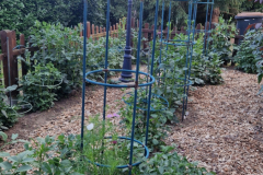 2026_Dahliengarten033
