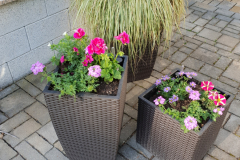 Kuebelbepflanzun001