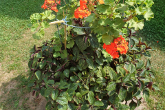 Kuebelbepflanzun010