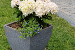 Kuebelbepflanzun014