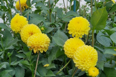 2025_Dahlien_August_002