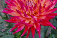 2025_Dahlien_August_004