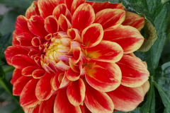 2025_Dahlien_August_005