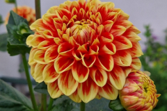 2025_Dahlien_August_008