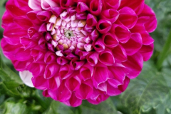 2025_Dahlien_August_009