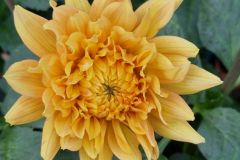 2025_Dahlien_August_010