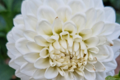 2025_Dahlien_August_013