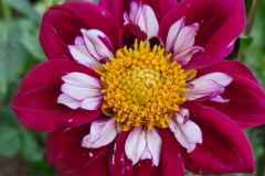 2025_Dahlien_August_017