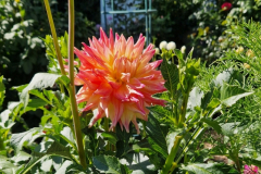 2025_Dahlien_August_021