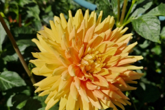 2025_Dahlien_August_022