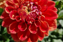 2025_Dahlien_August_025