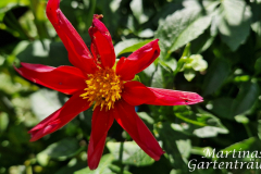 2025_Dahlien_August_026