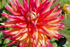 2025_Dahlien_August_027