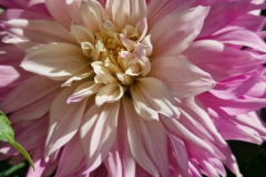 2025_Dahlien_im_August_037