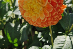 2025_Dahlien_im_August_042