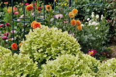 2025_Dahlien_im_August_044