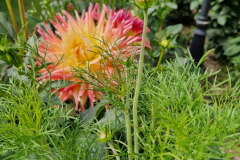 2025_Dahlien_im_August_052