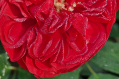2025_Oktober_Rosen001