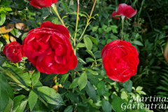 2025_Oktober_Rosen004