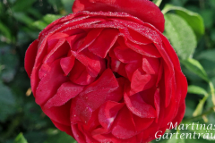 2025_Oktober_Rosen005