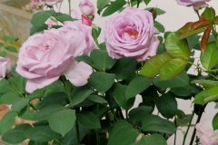 2025_Rosen_im_August_001