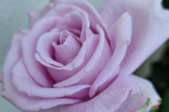 2025_Rosen_im_August_002