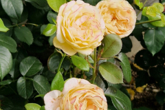 2025_Rosen_im_August_004