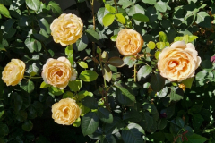 2025_Rosen_im_August_005
