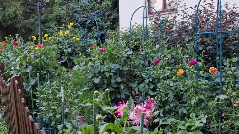 Dahliengarten 2025