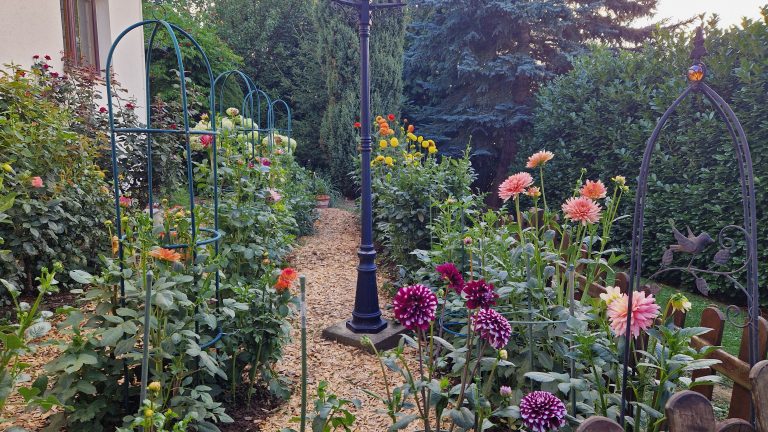 Dahliengarten 2026